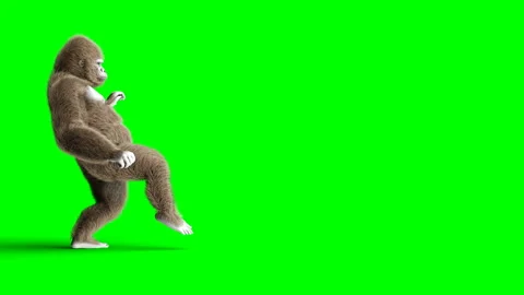 Funny brown gorilla walking. Super realistic fur and hair. Green screen 4K Stock Footage 93536458