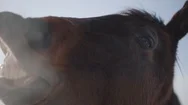 Funny Brown Horse With Big Teeth Neighs Close Up. Horse Detail Nose, Mouth, Eyes Stock Footage
