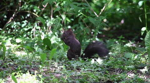 Funny brown squirrel eating dandelion leaves, diet, vegetation, forest, animal Stock Footage 48514279