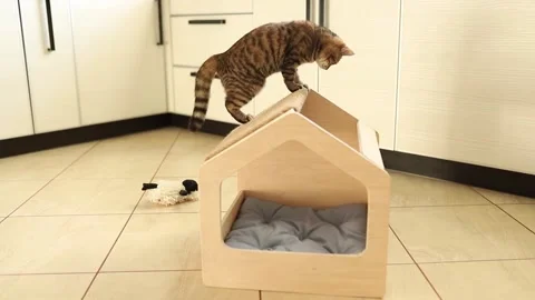 Funny brown striped cute green-eyed kitten is playing with toy in wooden cat Stock Footage 166694576
