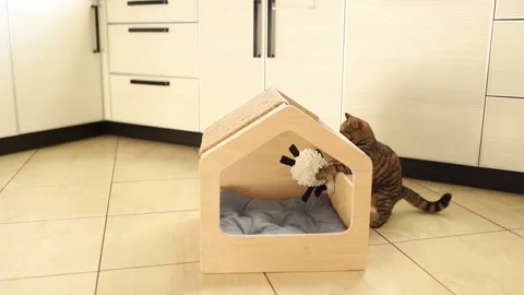 Funny brown striped cute kitten is playing with toy in wooden cat house. Stock Footage 166514331
