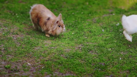 Funny bunny action on green grass by the lake, 4K ultra HD slow motion footage. Stock Footage 335294341