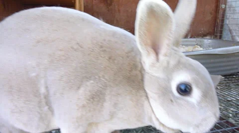 Funny Bunny Video stock 22917099