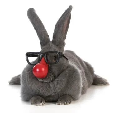 Funny bunny Stock Photos