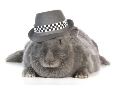 Funny bunny Stock Photos