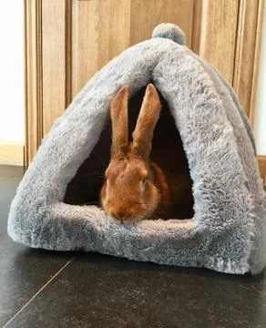Funny Bunny Stock Photos