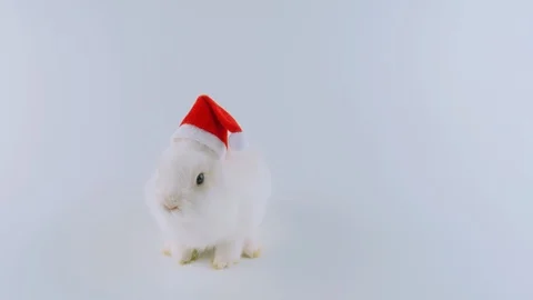 Funny bunny in Santa's hat, sitting, looking around, singing a Christmas song Stock Footage 94842427