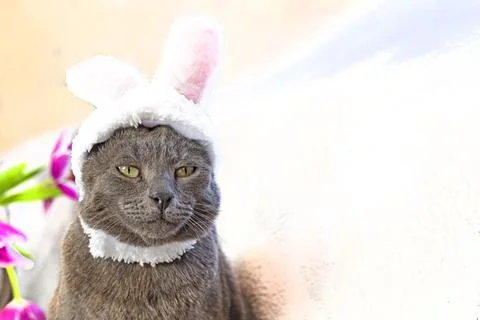 Funny Burmese cat in a hat with an Easter bunny Boni near a bouquet of flow.. Stock Photos