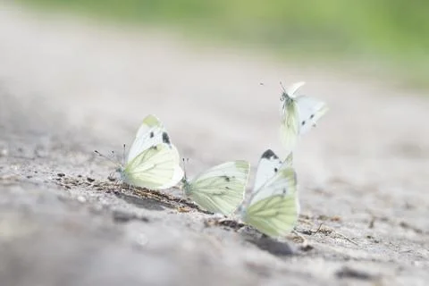 Funny butterfly Stock Photos