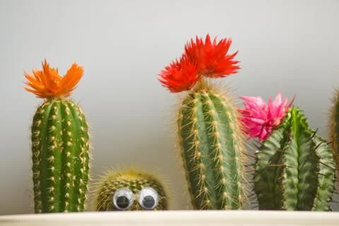 Funny cactus Stock Photos