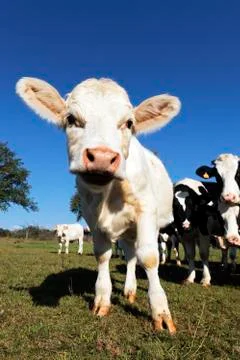 Funny calf Stock Photos