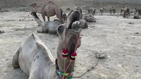 Funny camel closeup showing its teeth and chewing its meal Stock Footage 171541744