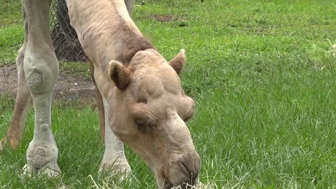 Funny camel eating! Stock Footage 77887345