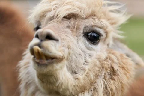 Funny camel expression Stock Photos