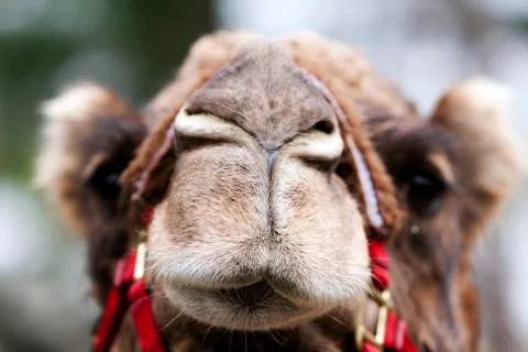 Funny camel face Stock Photos