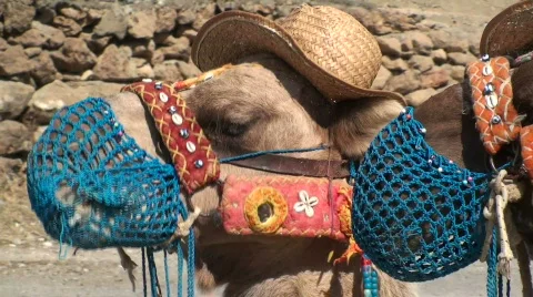 Funny Camel with Hat Stock Footage 275998