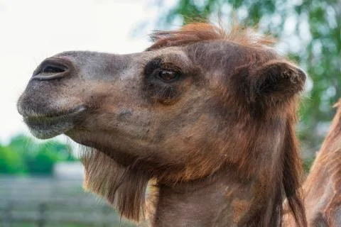 Funny camel head Stock Photos