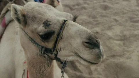 Funny camel looks Stock-Footage 83046429
