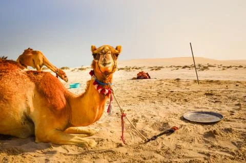 Funny camel lying in the desert looking into the camera Stock Photos