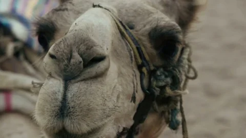 Funny camel muzzle, close-up Stock Footage 83045520