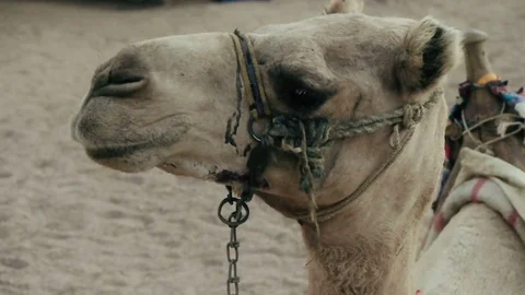 Funny camel muzzle Stock Footage 83045637