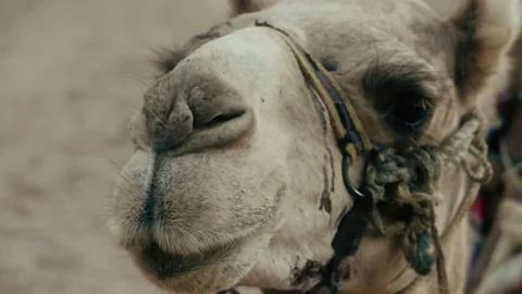Funny camel muzzle, slow motion Video stock 83045706