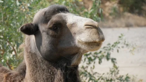 Funny camel with a nice forelock looking around in zoo on a sunny day in summer Stock-Footage 117294035