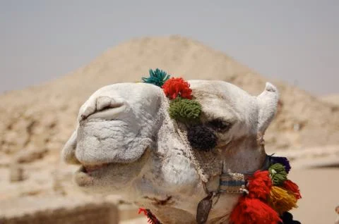 Funny Camel at Pyramid in Egypt Stock Photos