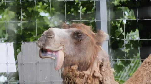 Funny camel showing its long tongue while chewing food in zoo enclosure. Vídeos de archivo 337521657