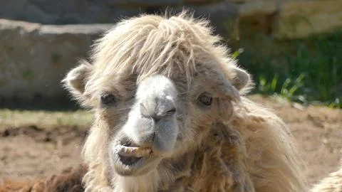 Funny camel smile Foto stock