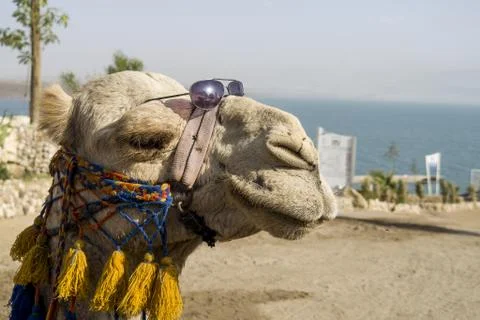 Funny camel with sunglasses Stock Photos