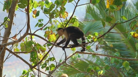 A funny Capuchin Monkey throwing a coconut from the top a tropical tree Stock Footage 142774994