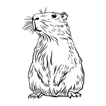 Funny capybara in flat design. South American adorable animals in linear styl Stock Illustration