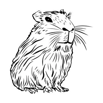 Funny capybara in flat design. South American adorable animals in linear styl Stock Illustration