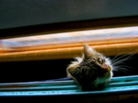 Funny Cat 2 스톡 사진