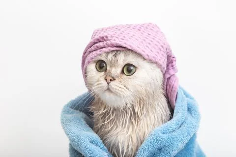 Funny cat, after bathing, wrapped in a blue towel in a violet cap on his head Stock Photos