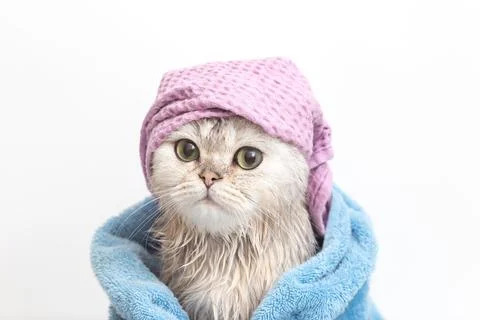 Funny cat, after bathing, wrapped in a blue towel in a violet cap on his head Stock Photos