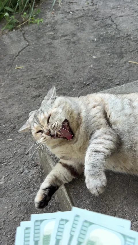 Funny cat and bucks dollars, vertical video. Stock Footage 341422900