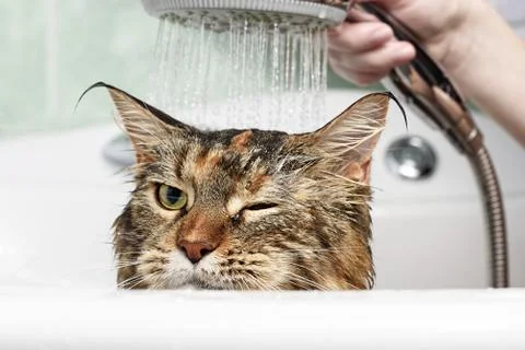 Funny Cat bath Stock Photos