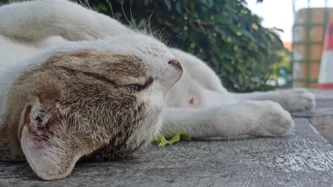 Funny cat behavior Stockbeeldmateriaal 244109176