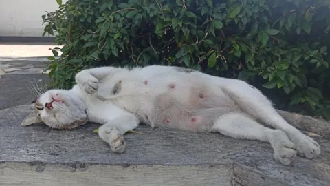 Funny cat behavior Stockbeeldmateriaal 244109210