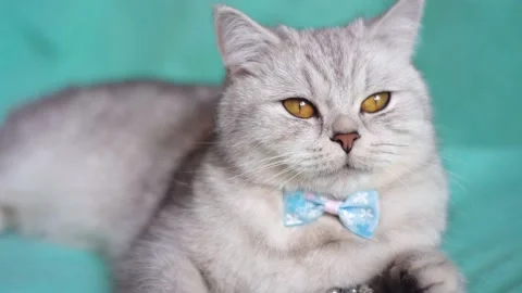 Funny cat on a blue background.  Stock Footage 172549422