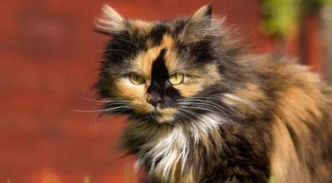 Funny cat with blurred background Stock Photos