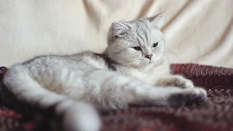 Funny cat on a brown blanket. Stock Footage 172549594