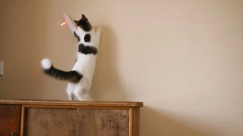Funny cat catches a laser pointer on the wall Stock Footage