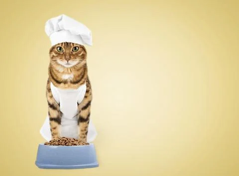 Funny cat in a chefs hat with pet food. isolated on white background Stock Photos