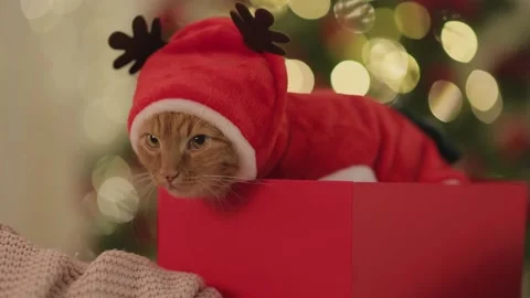 Christmas on sale cat suit