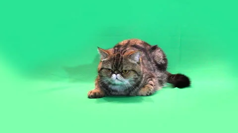 Funny cat chromakey 스톡 동영상 65207272