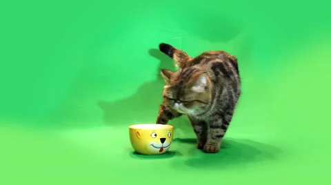 Funny cat chromakey Stock Footage 65207357