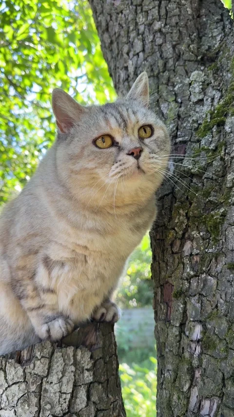 Funny cat is climbing a tree, vertical video. Stock Footage 341069452